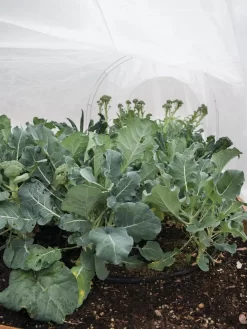 All-Purpose Garden Fabric -Garden Care Shop 32646 7940 tif