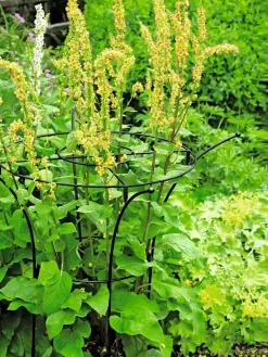 Essex Plant Supports -Garden Care Shop 37423 200 tif