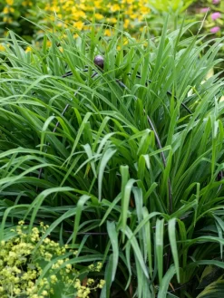 Jardin Bird Cage Support, 26" -Garden Care Shop 39 521 0073 tif