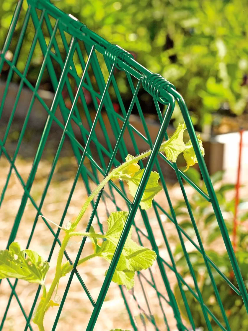 Deluxe Cucumber Trellis 4 Deluxe Cucumber Trellis - Image 4