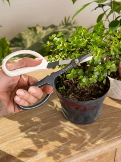 Japanese Pruning Scisssors -Garden Care Shop 3 4 crop 8612968 0092