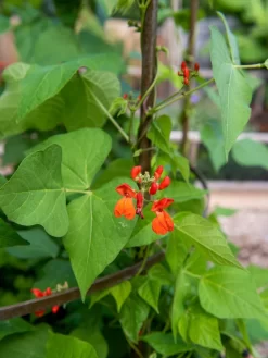 Jardin Tower -Garden Care Shop 3 4 crop 8612997 0059