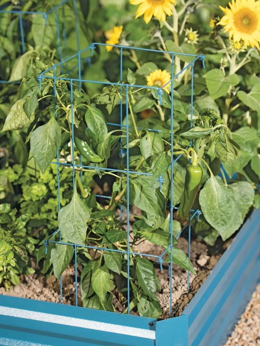 Pepper And Eggplant Cages, Set Of 3 3 Pepper And Eggplant Cages, Set Of 3 - Image 3