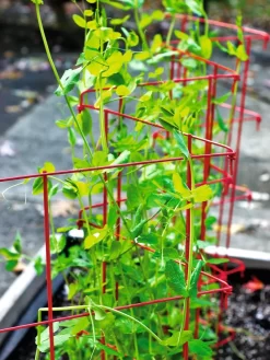 Expandable Pea Trellis 6 Expandable Pea Trellis -Garden Care Shop 8587061 100 tif