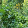 Deluxe Cucumber Trellis