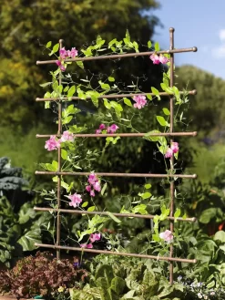 Jardin Ladder Trellis 7 Jardin Ladder Trellis -Garden Care Shop 8587107 083 tif