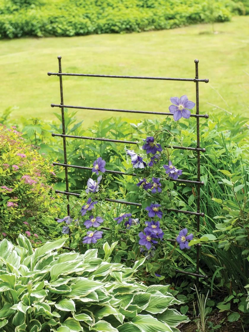 Jardin Ladder Trellis 1 Jardin Ladder Trellis