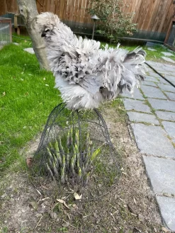 Chicken Wire Cloche -Garden Care Shop 8590210 02CUST tif