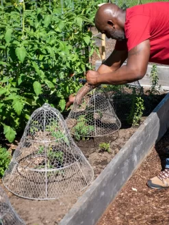 Chicken Wire Cloche With Extension -Garden Care Shop 8590210 0442 tif