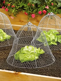 Chicken Wire Cloche