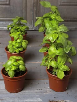 Organic Self-Watering Potting Mix, 20 Qts. -Garden Care Shop 8592212 3979 001E tif 3