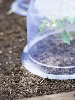 Medium Garden Cloches, Set Of 6 -Garden Care Shop 8593985 9441 tif