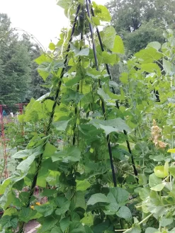 Titan Teepee Trellis -Garden Care Shop 8595757 01EMP tif