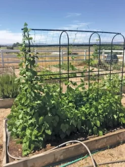 Titan Pea Tunnel -Garden Care Shop 8596275 01CUST tif