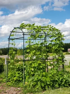 Titan Squash Tunnel -Garden Care Shop 8596276 0133 tif