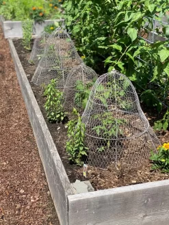 Chicken Wire Cloche With Extension -Garden Care Shop 8600116 4930 tif