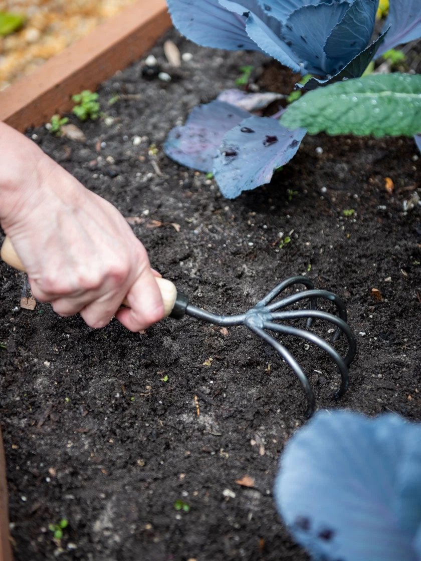 Gardener’s Lifetime 5-Tine Cultivator With Short Handle 2 Gardener’s Lifetime 5-Tine Cultivator With Short Handle - Image 2