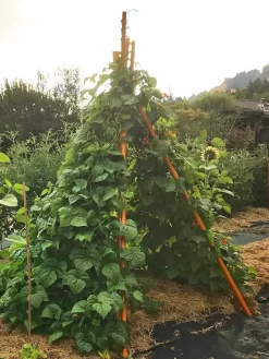 Annabel Tipi Trellis -Garden Care Shop 8600521 02V tif