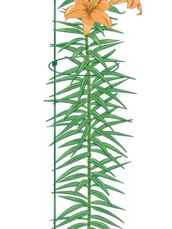 New Release -Garden Care Shop 8610388 Peacock8x36 tif