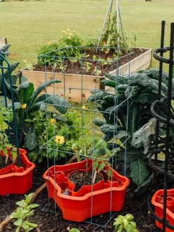 Deluxe Tomato Halos, Set Of 2 -Garden Care Shop 8612045 226 tif