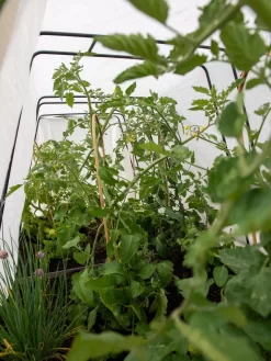 Cotton All Purpose Garden Cover -Garden Care Shop 8612815 0039 tif