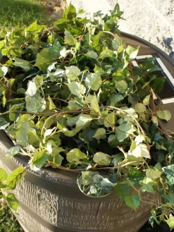 Round Rain Barrel With Planter, 35 Gallons 10 Round Rain Barrel With Planter, 35 Gallons -Garden Care Shop 8612856WALNT 03V tif