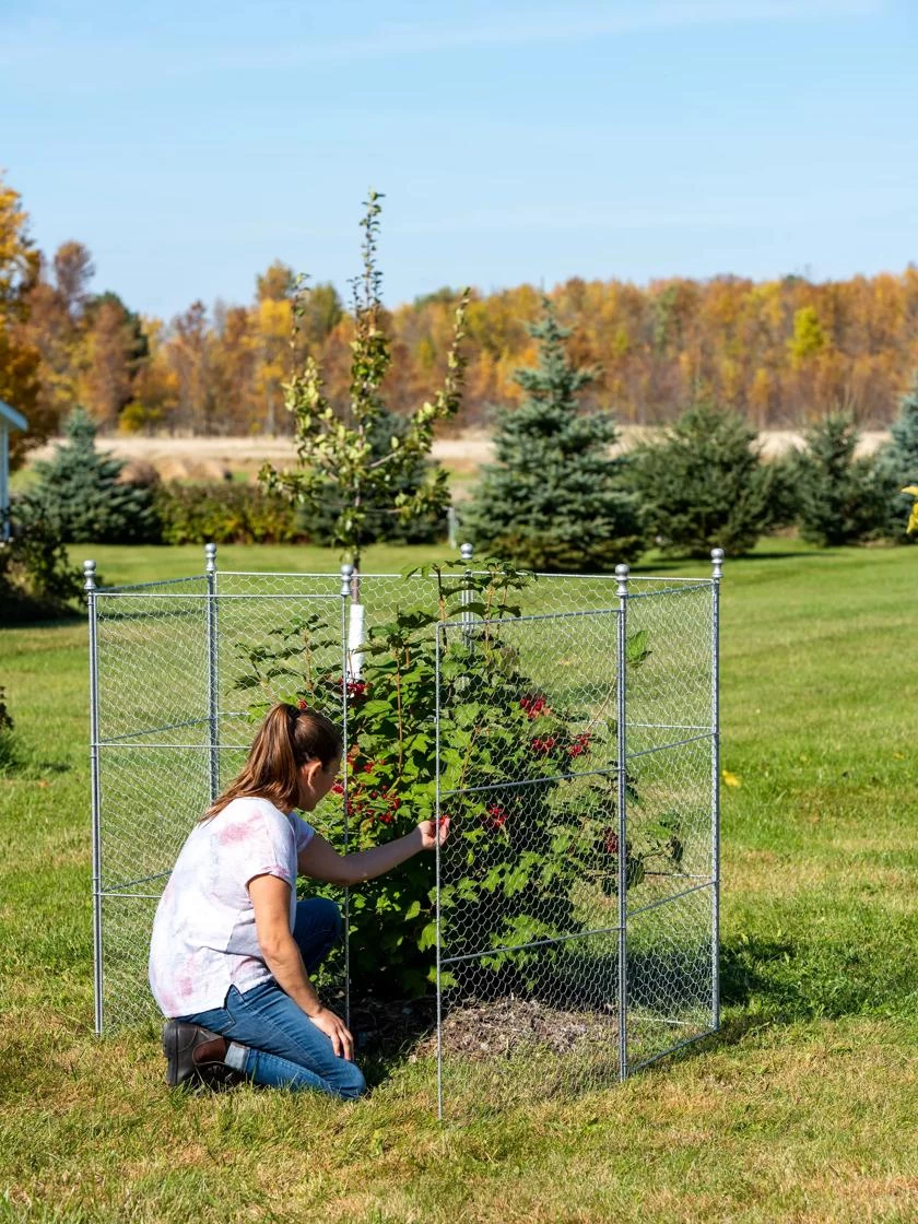 Tall Chicken Wire Critter Fence With Gate 3 Tall Chicken Wire Critter Fence With Gate - Image 3