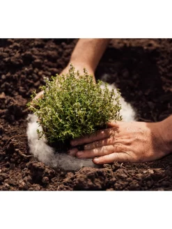 Hortiwool ®, 5 Pad Pack -Garden Care Shop 8613263 06v 1