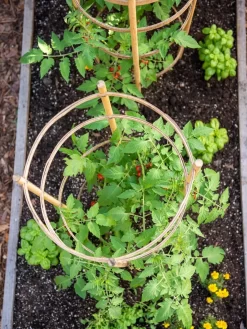 Bamboo Tomato Cages, Set Of 3 -Garden Care Shop 8613426 6921