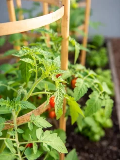 Bamboo Tomato Cages, Set Of 3 -Garden Care Shop 8613426 6934