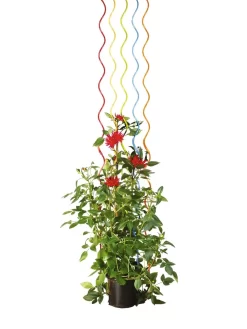 Rainbow Spiral Supports, Set Of 5 -Garden Care Shop GS36377 03S tif